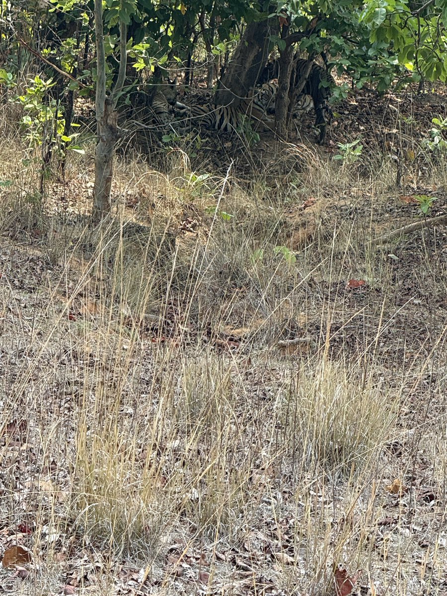Abhinav Pandey (@abhinavpandey03) on Twitter photo Tiger Tree
There are four tigers under the tree
Sanjay dubri tiger reserve
#wildlife #Tigers #MadhyaPradesh #Trending
<a href="/minforestmp/">Department of Forest, MP</a> <a href="/MPTourism/">Madhya Pradesh Tourism</a>
<a href="/NHM_London/">Natural History Museum</a> <a href="/NatGeo/">National Geographic</a> Tiger Tree
There are four tigers under the tree
Sanjay dubri tiger reserve
#wildlife #Tigers #MadhyaPradesh #Trending
<a href="/minforestmp/">Department of Forest, MP</a> <a href="/MPTourism/">Madhya Pradesh Tourism</a>
<a href="/NHM_London/">Natural History Museum</a> <a href="/NatGeo/">National Geographic</a>