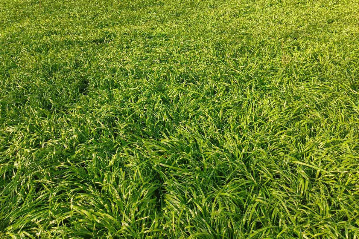 Nicomentas's tweet photo. Hi #grasstwt !! New to grass, hope you people like my grass topster! cheers https://t.co/dchooce3Bk