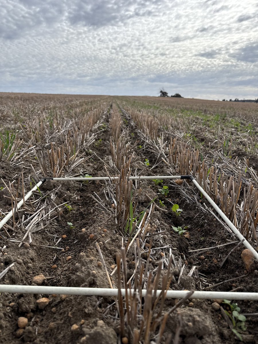 Laconik_Farm Trials tweet media