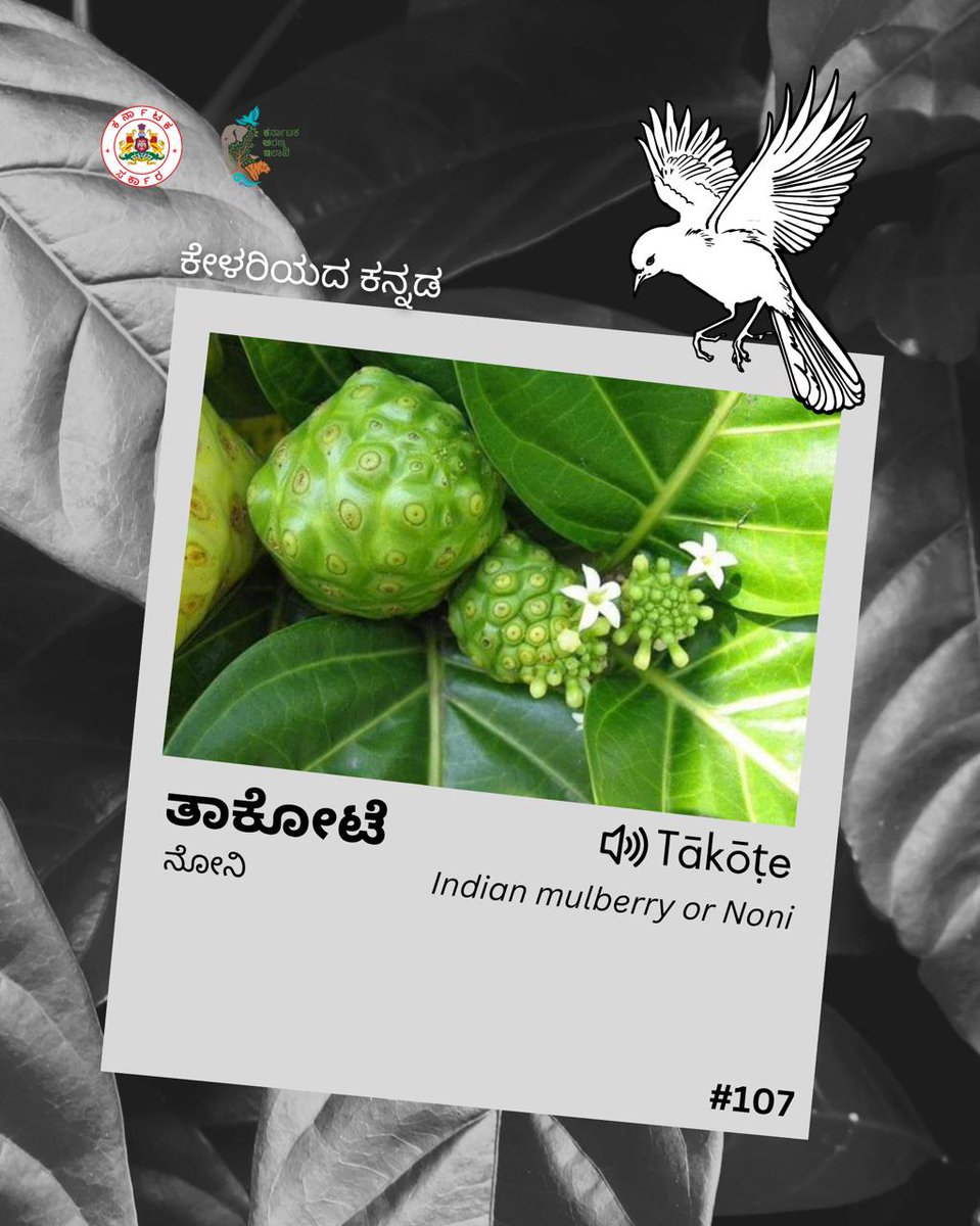 ನೋನಿ ಎಂದರೇನು ಎಂದು ನಮಗೆಲ್ಲರಿಗೂ ತಿಳಿದಿದೆ. ಅದಕ್ಕಿರುವ ಇನ್ನೊಂದು ಹೆಸರೇನೆಂದು ತಿಳಿದಿದೆಯೇ? ತಿಳಿಯಲು ಓದಿರಿ. 

All of us know that Indian Mulberry is also called “Noni”. Do you know the rare word in Kannada ? Read to know more. 

#kfdwordseries #learnaword #kannadaword #kfdword #noni