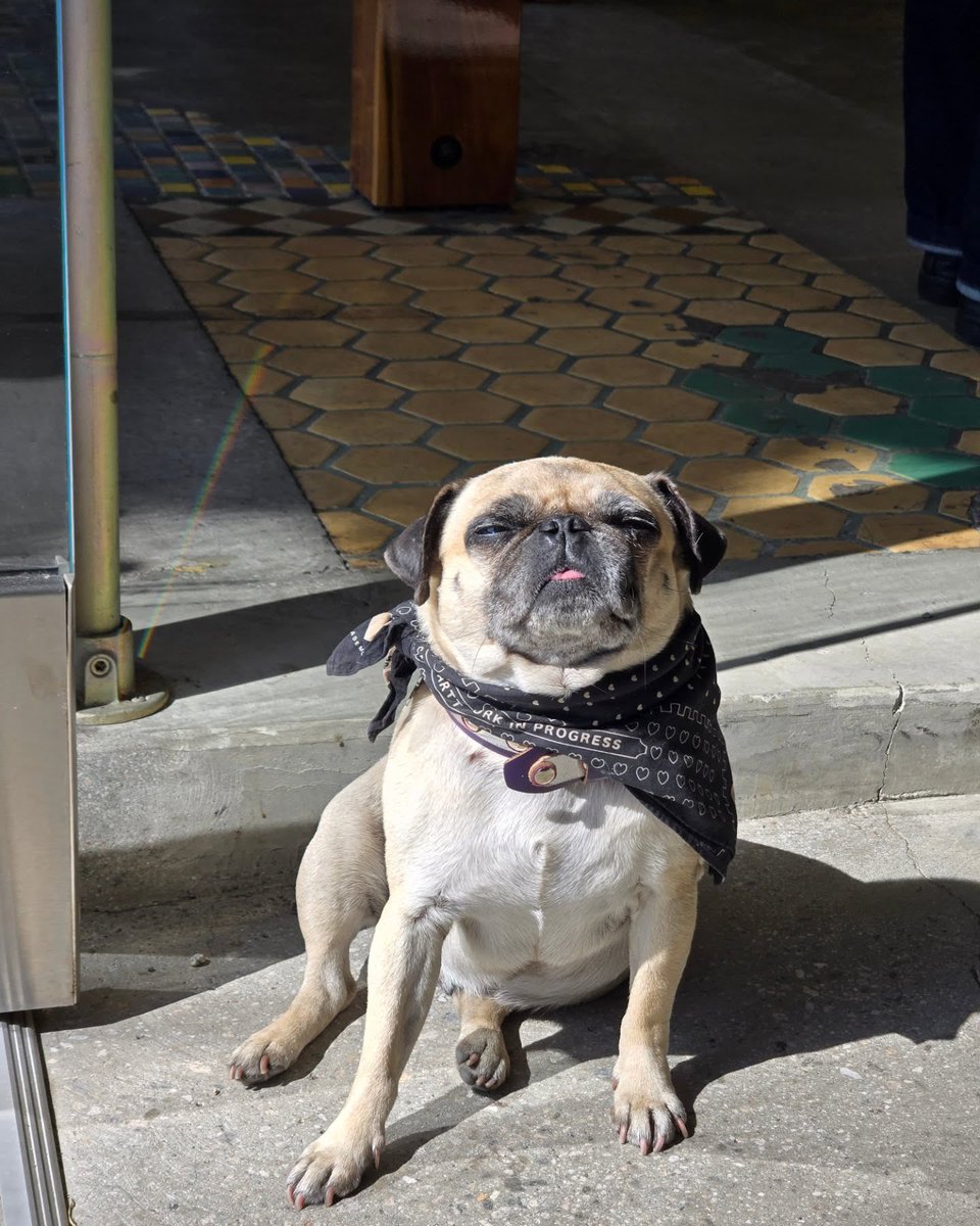 강아를 찍는 강아