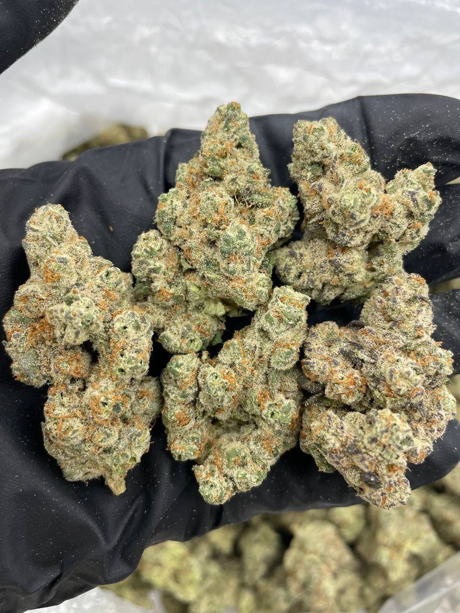 Gelato 45 🍧🔥
stonies.shop/?ref=STONERS