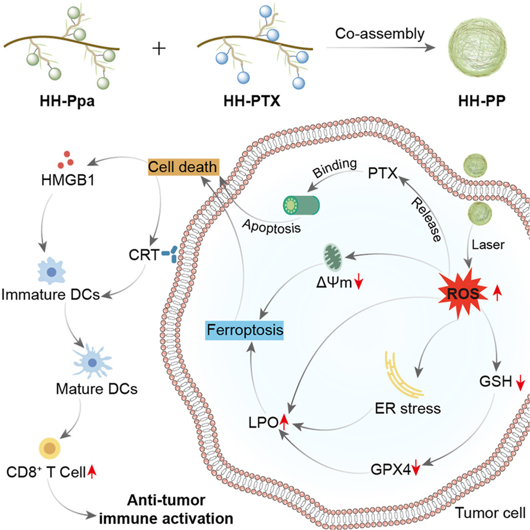 Article✍️#Prodrug-based #combinational #nanomedicine remodels #lipid #metabolism for reinforced #ferroptosis and #immune #activation. From Dr. Jing @SichuanUniversity; <a href="/ELSpharma/">Elsevier Pharma</a>. 
sciencedirect.com/science/articl….