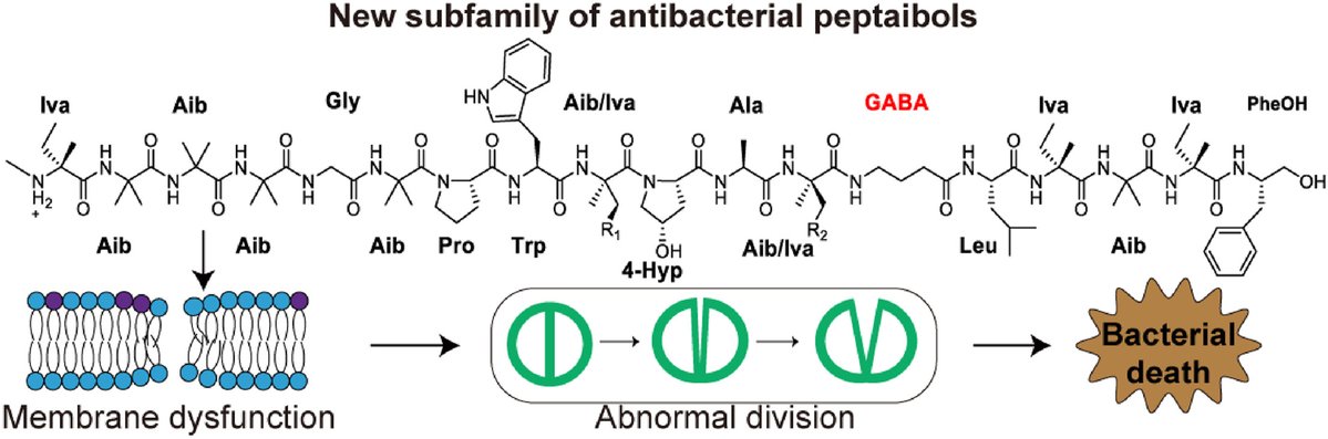 Article✍️#Marine-derived new #peptaibols with #antibacterial activities by targeting #bacterial #membrane #phospholipids. From Dr. Lin @PekingUniversity; <a href="/ELSpharma/">Elsevier Pharma</a>. 
sciencedirect.com/science/articl….