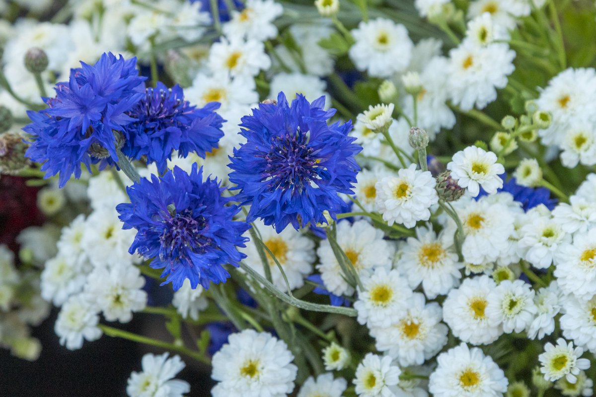 Gardening tips, new exciting vendors, recipes, and the Market's news - all in tomorrow's newsletter. Read online or find on our Facebook page!

#beavertonfarmersmarket