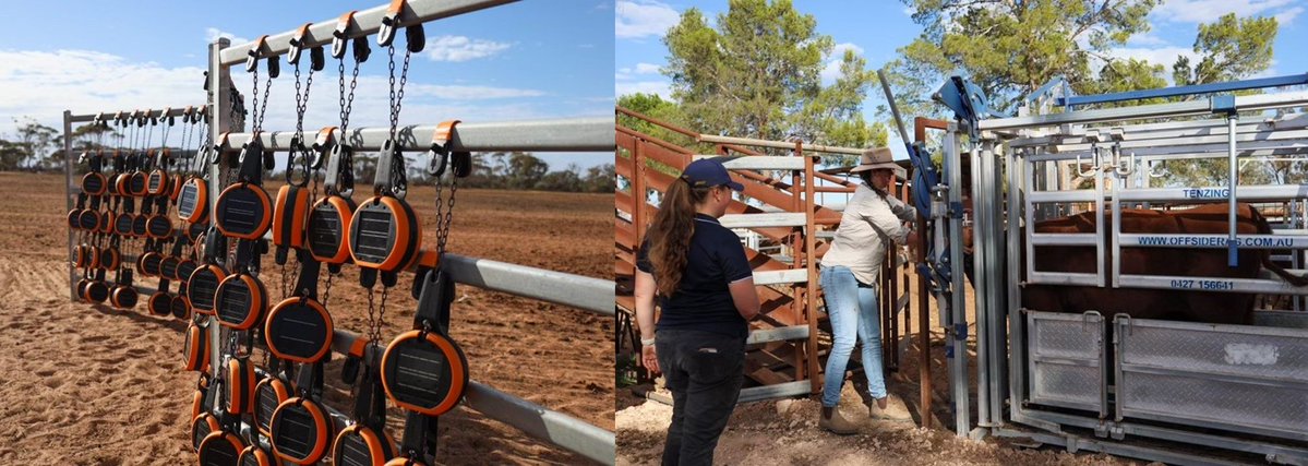 <a href="/SADiscoveryFarm/">SA Discovery Farms</a> led by SARDI’s Livestock team are trialling virtual fencing for drought resilience in cattle and sheep. Trials across 7 x Innovator Sites thanks to our network of SA landholders. #FutureDroughtFund <a href="/FlindersUniNews/">Flinders University Newsroom</a> <a href="/SA_PIRSA/">PIRSA</a> <a href="/SANoTill/">SANTFA</a> <a href="/Livestock_SA/">Livestock SA</a>