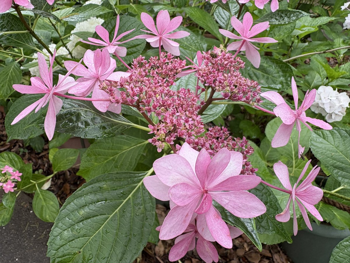 kenchanbob's tweet photo. 筥崎行って、紫陽花見てる https://t.co/N0Gp6kb8wt
