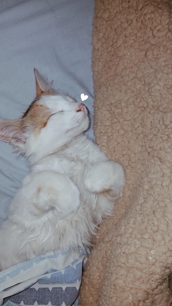 el nuevo amor de mi vida