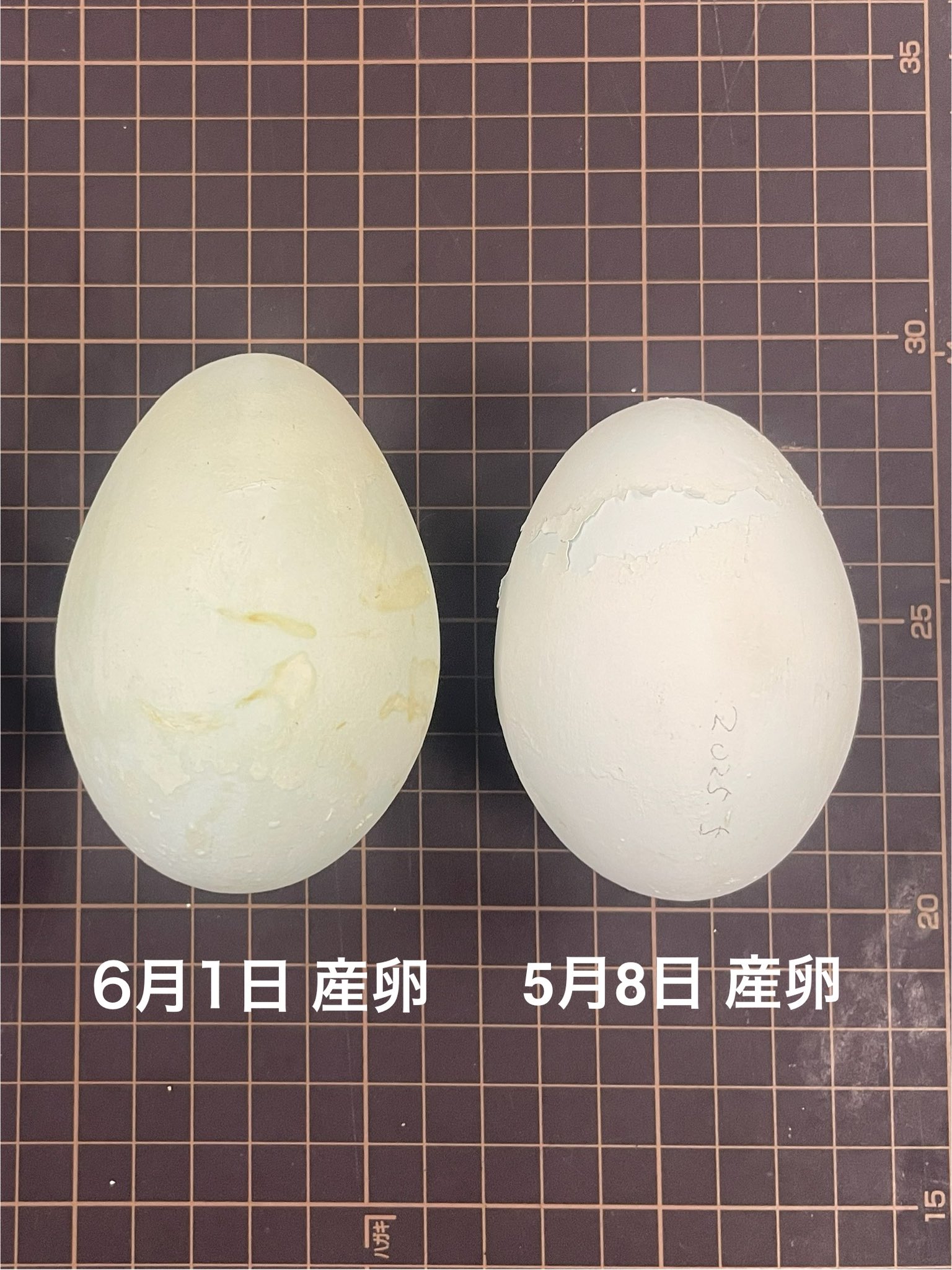 千葉市動物公園【公式】 on X: 