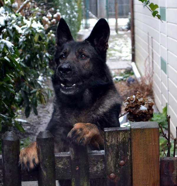 gsd_loversclub's tweet photo. #GermanShepherd #WatchDog #WinterDog #AlertDog #DogLife #K9 #PetPhotography #SnowyDay #DogsOfTwitter #GuardDog #FurryFriends #OutdoorAdventures #GSDLove https://t.co/3NJfaFeI6Q