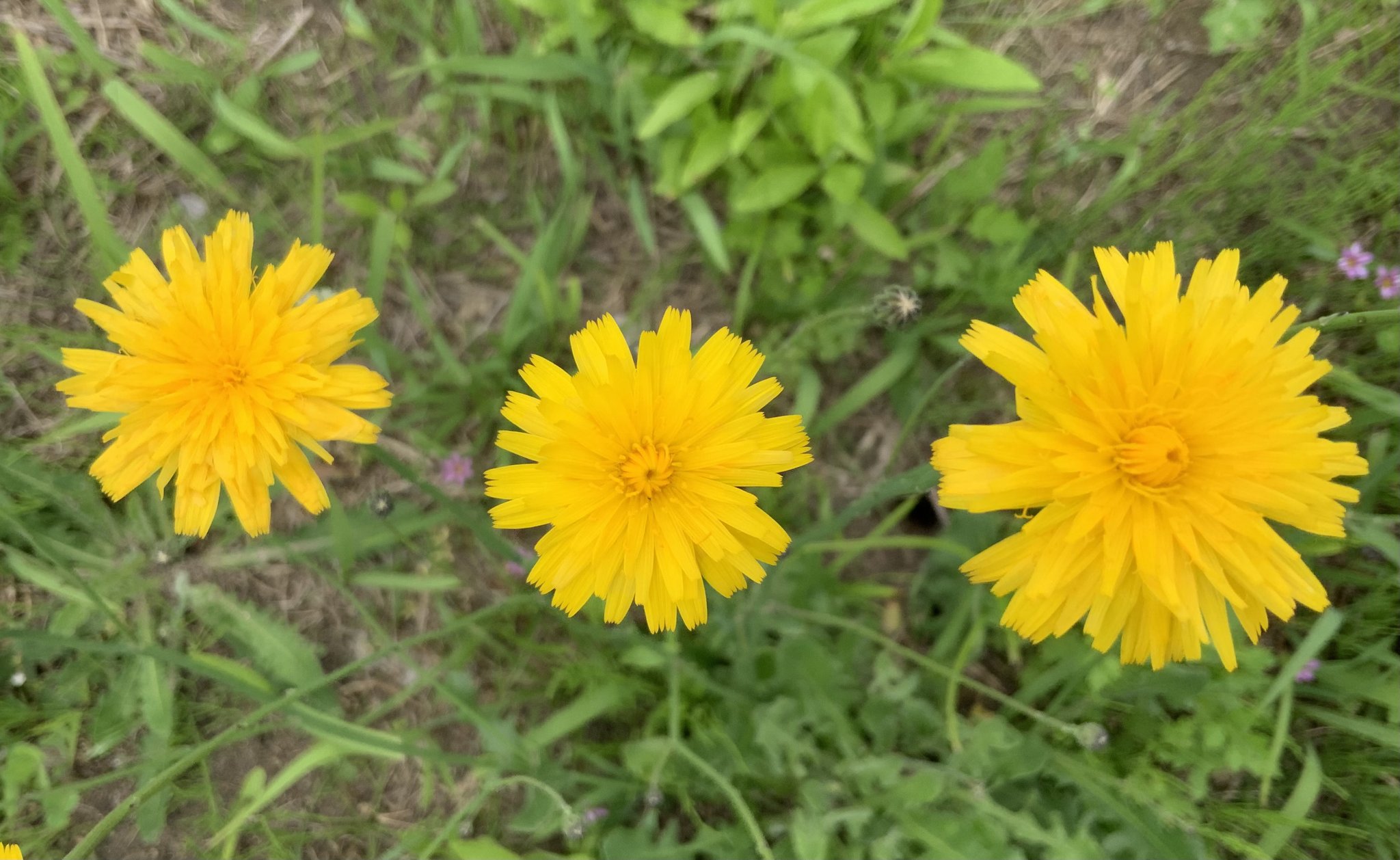 katie様専用ページ 「野に咲く草花」
