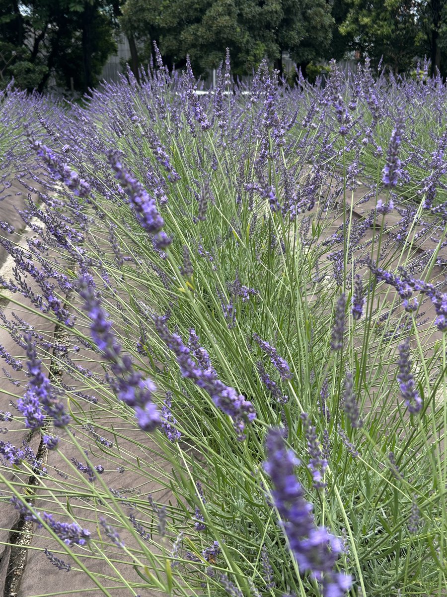 久しぶりに雨がやんだので名古屋市港区の荒子川公園に行ってきました。ここはラベンダーの香りと西洋紫陽花アナベルの美しさに癒されます☺️