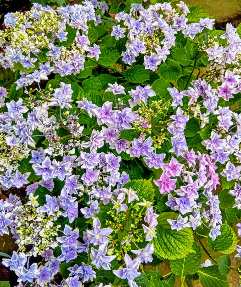 ☆形の紫陽花
