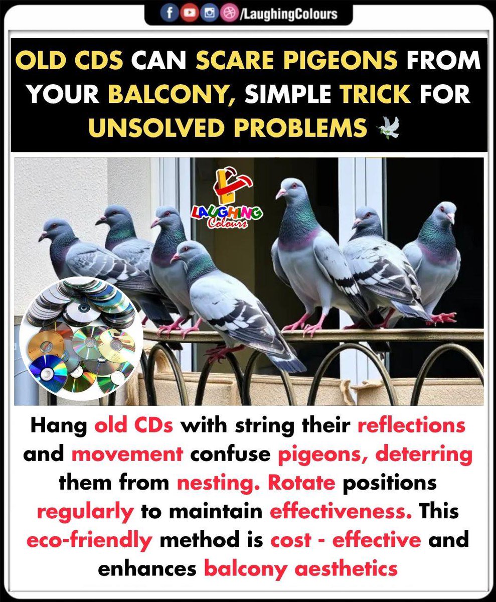 LaughingColours's tweet image. CDs: Pigeon deterrent! 🐦

#PigeonControl #EcoFriendly #DIYHack #BalconyDecor #BirdRepellent #SimpleSolution