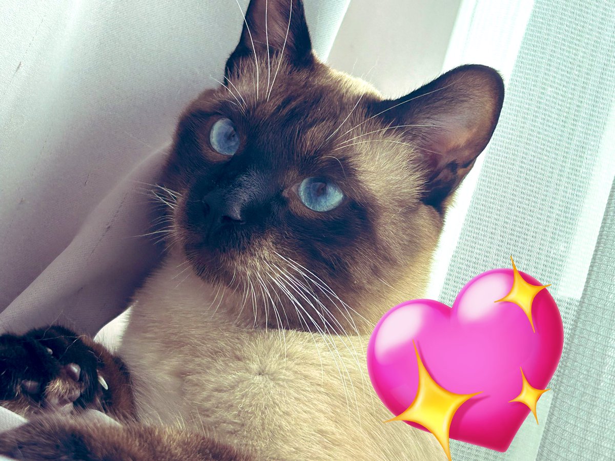 🐈‍⬛🎀⸝⸝꙳⋆