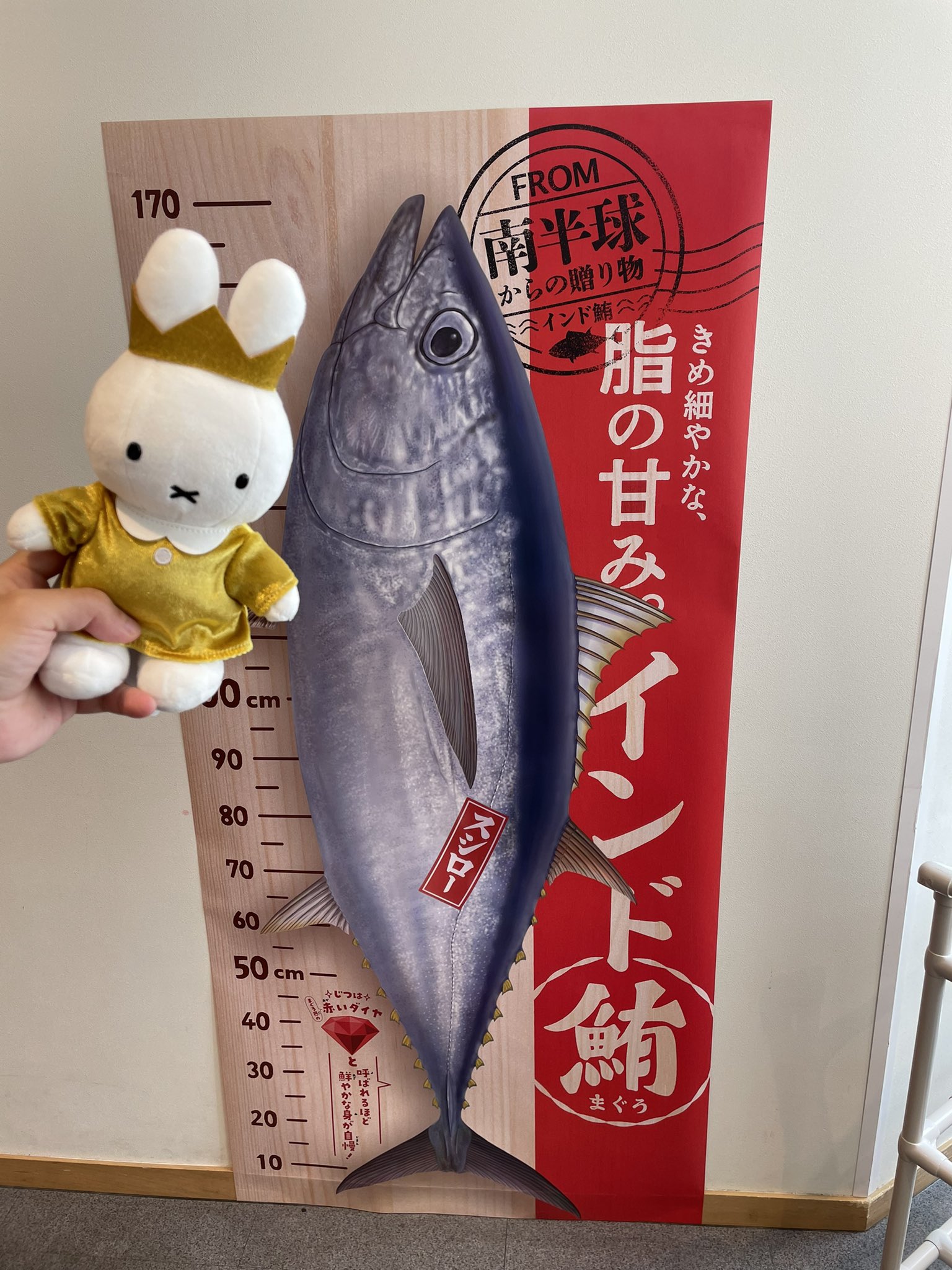 サボ 愛称板】（表）はぼろ HABORO（裏）しれとこ SHIRETOKO