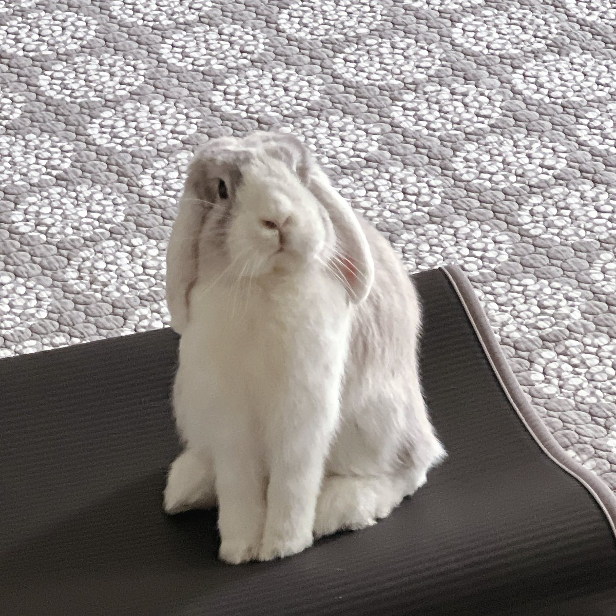 여러분이러케귀여운 바부팅 본적있나요
제 끼입니다