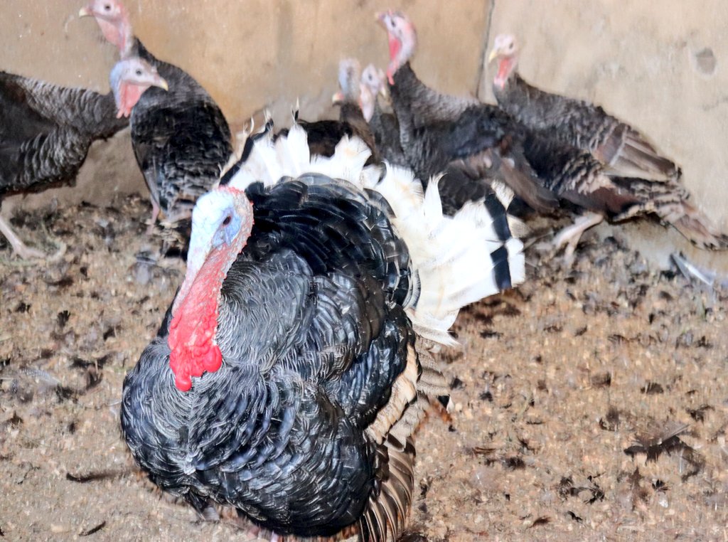Dendo: Small bird,big returns!
#BioFarming