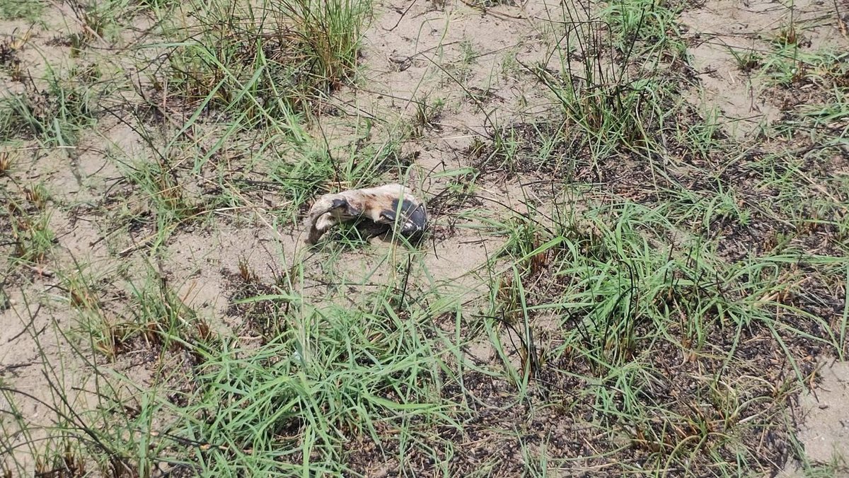 journalistlegi's tweet photo. A human skeleton was recovered near the Katcovalam Army Camp a short while ago. The pointPedro Police are conducting further investigations.
@Journalistlegi
#humans #humanskeleton #body #skeleton #katcovalam #ppt #pointpedro #news #todaynews https://t.co/GgbiSDX6zd