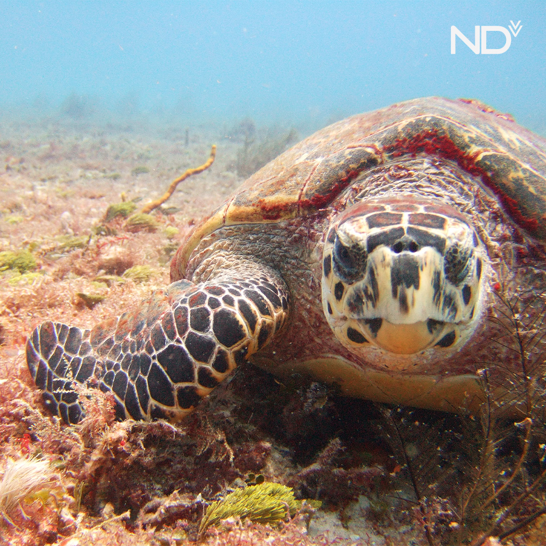 📸 A rare and unforgettable moment diving off the coast of Mexico, taken by our team.

#WorldSeaTurtleDay 🌍
Our gear takes divers to the heart of marine ecosystems. Every dive is a chance to witness something extraordinary. 
Explore our gear. Visit 🔗 ndiver.com
