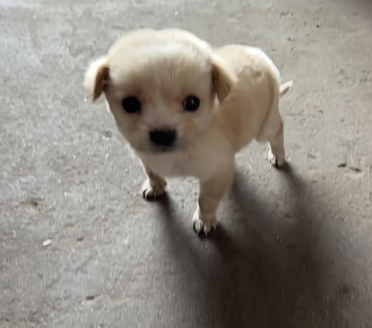 안되겟다 다들모여 태래한번씩업어주자