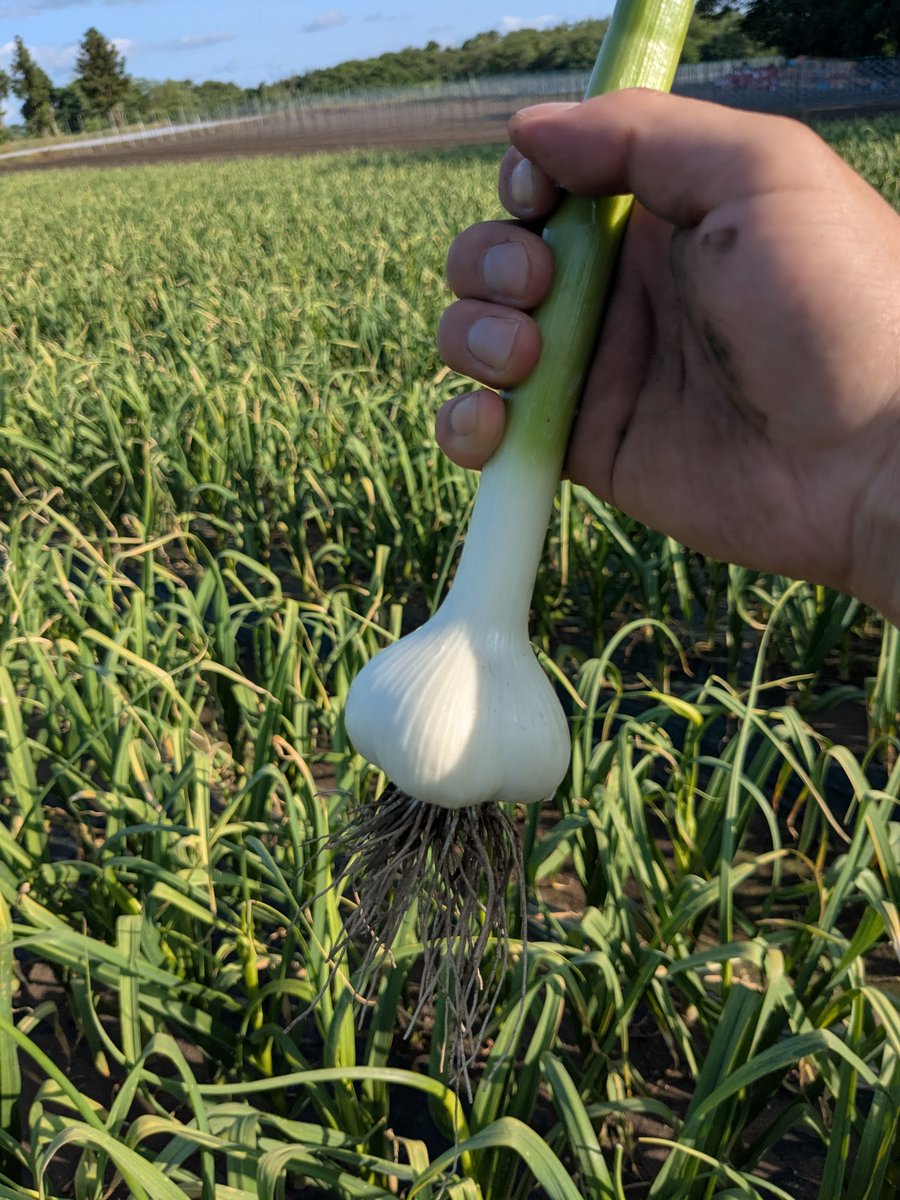 来週から🧄ニンニク収穫🧄
去年より1週間ほど遅れての収穫予定。
雨が降らないこと祈ります。
お天道様よろしくお願い致します👏
#ニンニク
#六戸町
#DropkickMurphys