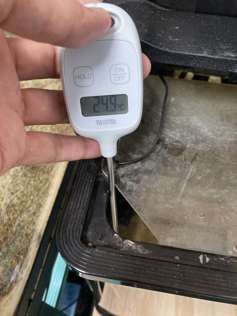 YOSHI1044002A's tweet photo. テトラオドンムブ349日目
各水槽の水温測定しました
らんちゅう水槽: 22.0度
60cmパストゥレイタス育成水槽: 24.9度
120cmムブ水槽: 27.3度
全然違いますね
ムブ水槽は目標修正,28度以下キープで行きます
元気そうだし大丈夫と思います
#テトラオドンムブ
#mbupuffer https://t.co/lKaP2IB8nL