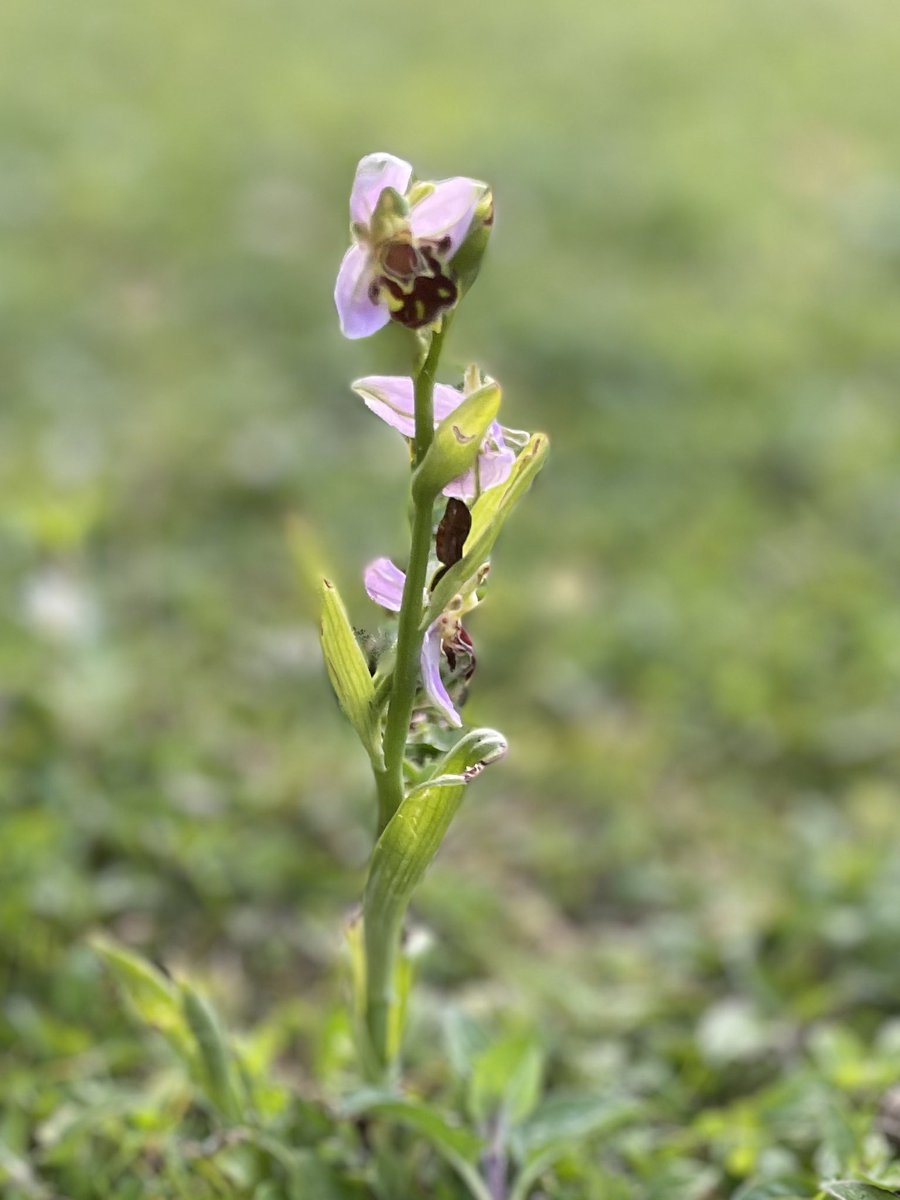 k9kaz's tweet photo. Bee Orchid, they just pop up! https://t.co/vK6FRUYsGx