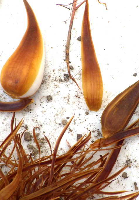 ExFuMo1's tweet image. ‼️Colours belowground! Although not always as showy as the plant parts aboveground, the belowground can also feature a variety of colours!
Read more ▶️1url.cz/6JN3U
#GoBelowground #ExFuMo #Oxalis
@Akademie_ved_CR @IBOTCZ