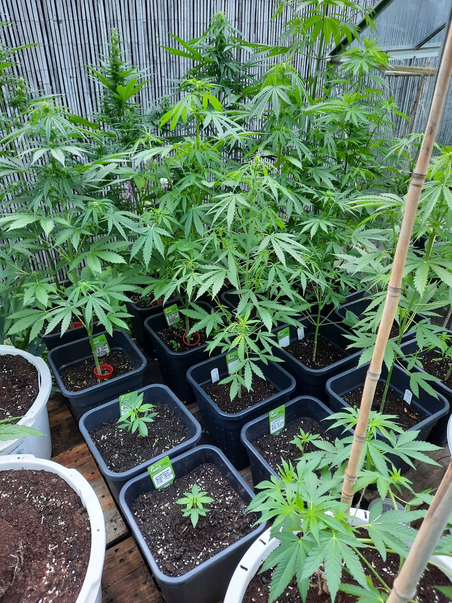 SuzySeeds's tweet photo. 🌱Grow your own weed &amp; flex on self-sufficiency!😎  Clean, pesticide-free buds from your plants? Yes, please. It’s a chill hobby that pays off in sparkly nugs. Get dirty, grow green! #growyourown #feminizedseeds #premiumgenetics #onelove #SuzySeeds 
https://t.co/bCegFw1A5z https://t.co/Pp6Zk6ioD9