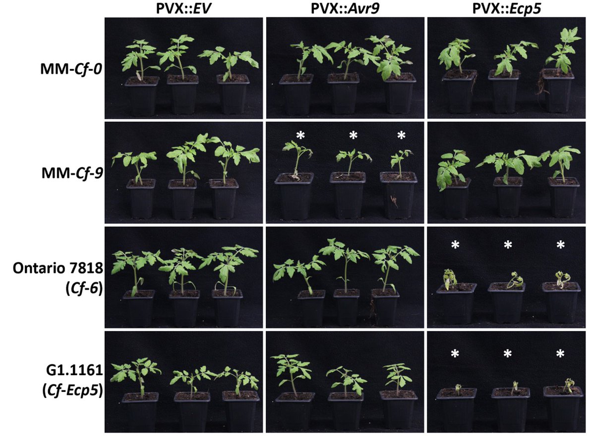 New research led by Christiaan Schol showing that the Ecp5 effector of Fulvia fulva is Avr6! Congrats to all co-authors!🍅