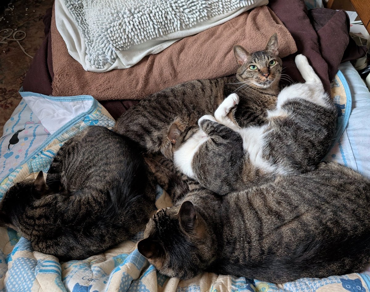 明け方は肌寒かったので猫団子になってた
#ねこのいる暮らし ＃キジトラ