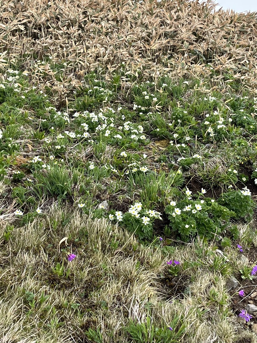 平標山から仙ノ倉山まで
一面のお花畑、爆風でしたが時々青空や遠くの山々、そして富士山も見えたり。