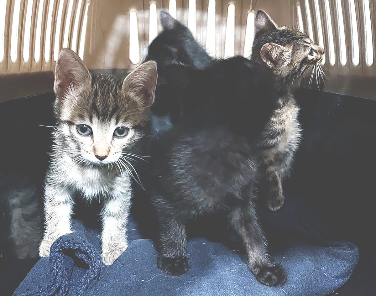 #alertagatets 🚨 Tenim el veterinari ple de cadells de gat en adopció! Pots venir directament a veure'ls a l’espai veterinari del c/ Sant Cugat 102, Mataró (Barcelona) 📅 Dilluns a dissabte, dins l’horari d’atenció ℹ️ protectoramataro.org/ca/contacte/ Dóna’ls una oportunitat 💛