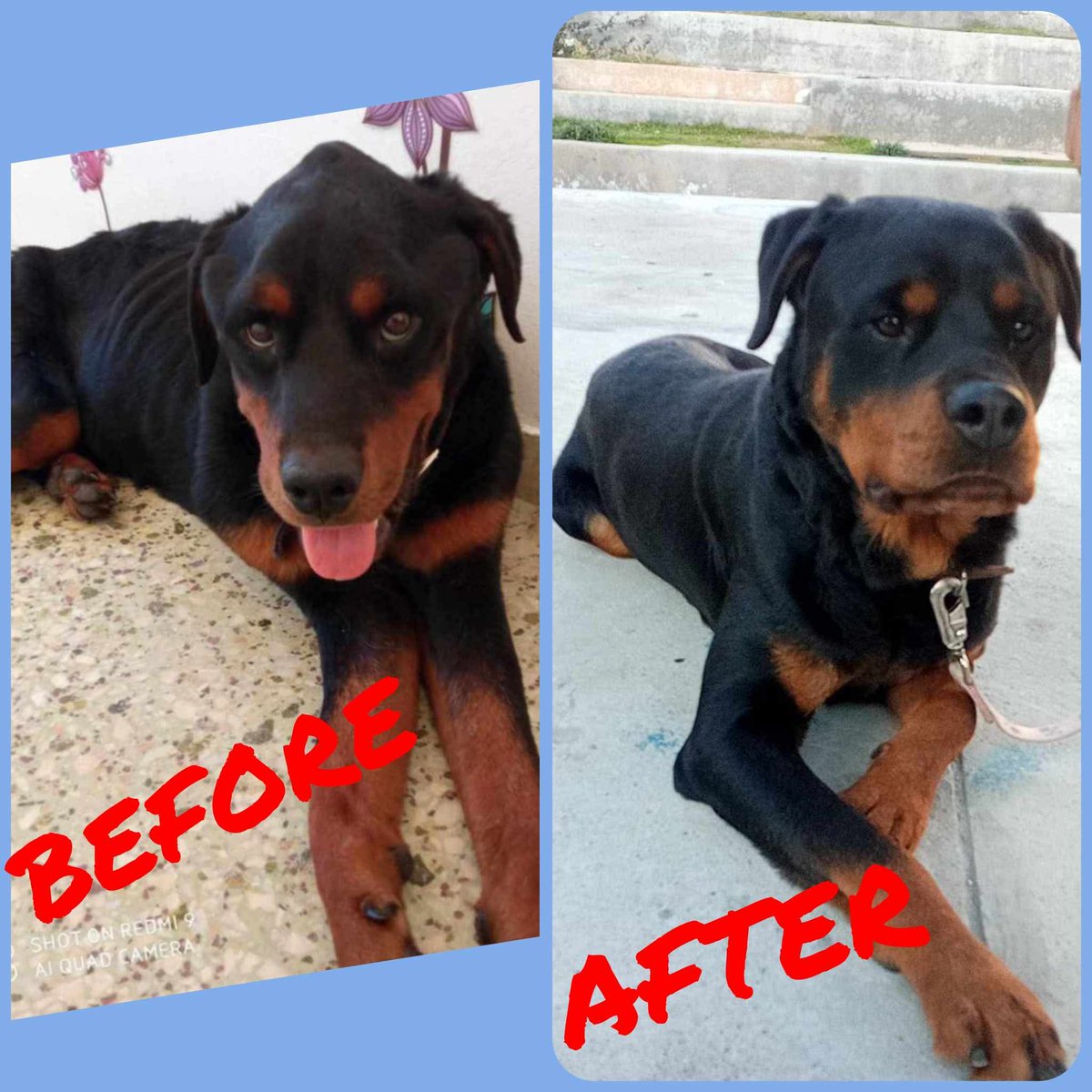 Ο Έκτορας είναι ένα εξαιρετικό αγόρι 5 περίπου ετών,υγιέστατος, κ αν χρειάζεται κάτι,είναι να βρει την οικογένεια του όπου  θα ζήσει με αγάπη κ φροντίδα.
Θα τον βοηθήσουμε να βρεθεί υιοθεσία;
Έχει περάσει πολύ άσχημα στα χέρια 'ανθρωπων'
Διάσωση: Animaid Animal Rescue Ασπρόπυργος