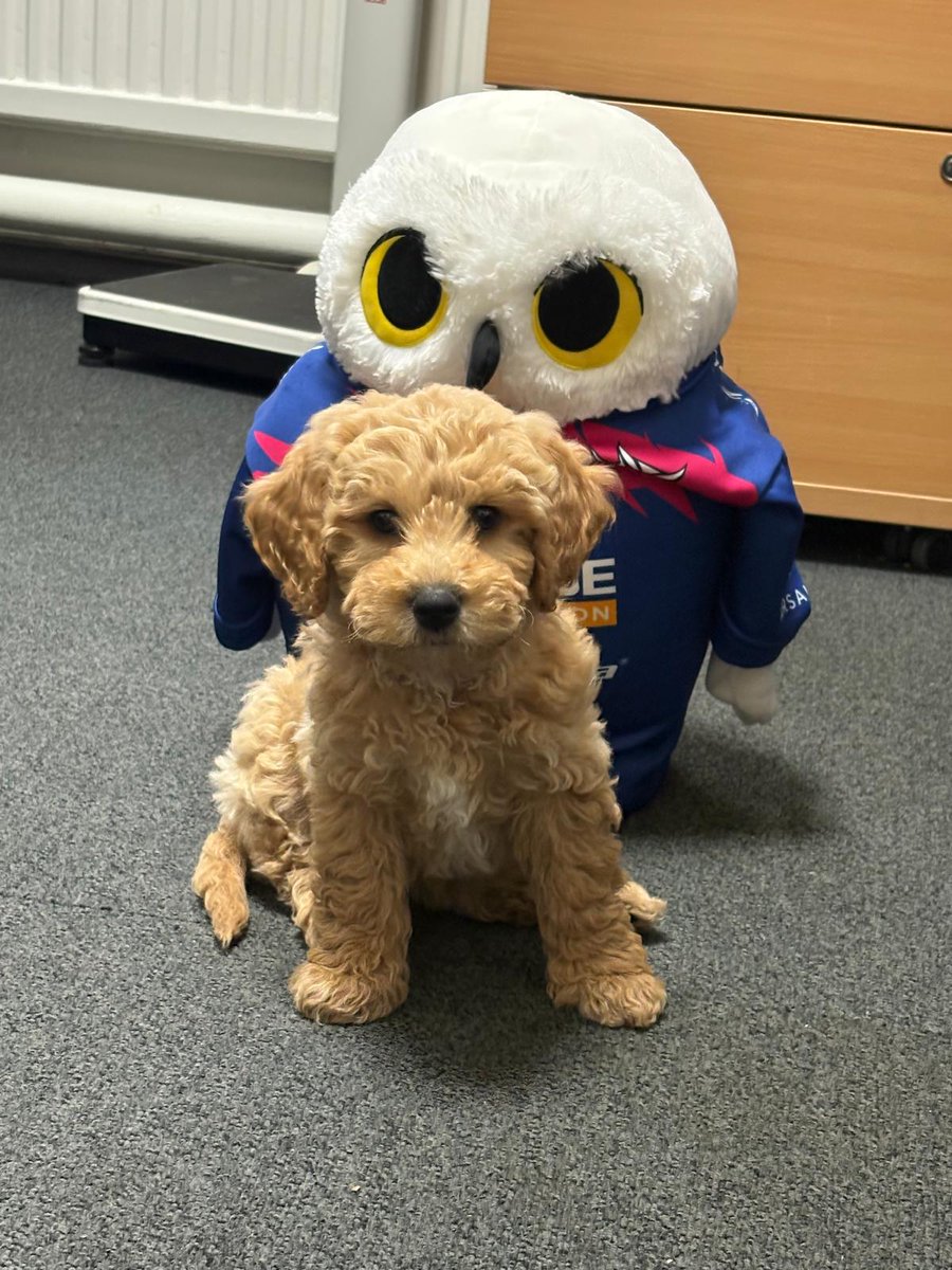We’ve got a new signing for the Owls 🦉🐾

Who wants to see a highlight reel of  the Owls’ newest MVP? (Most Valuable Pup)