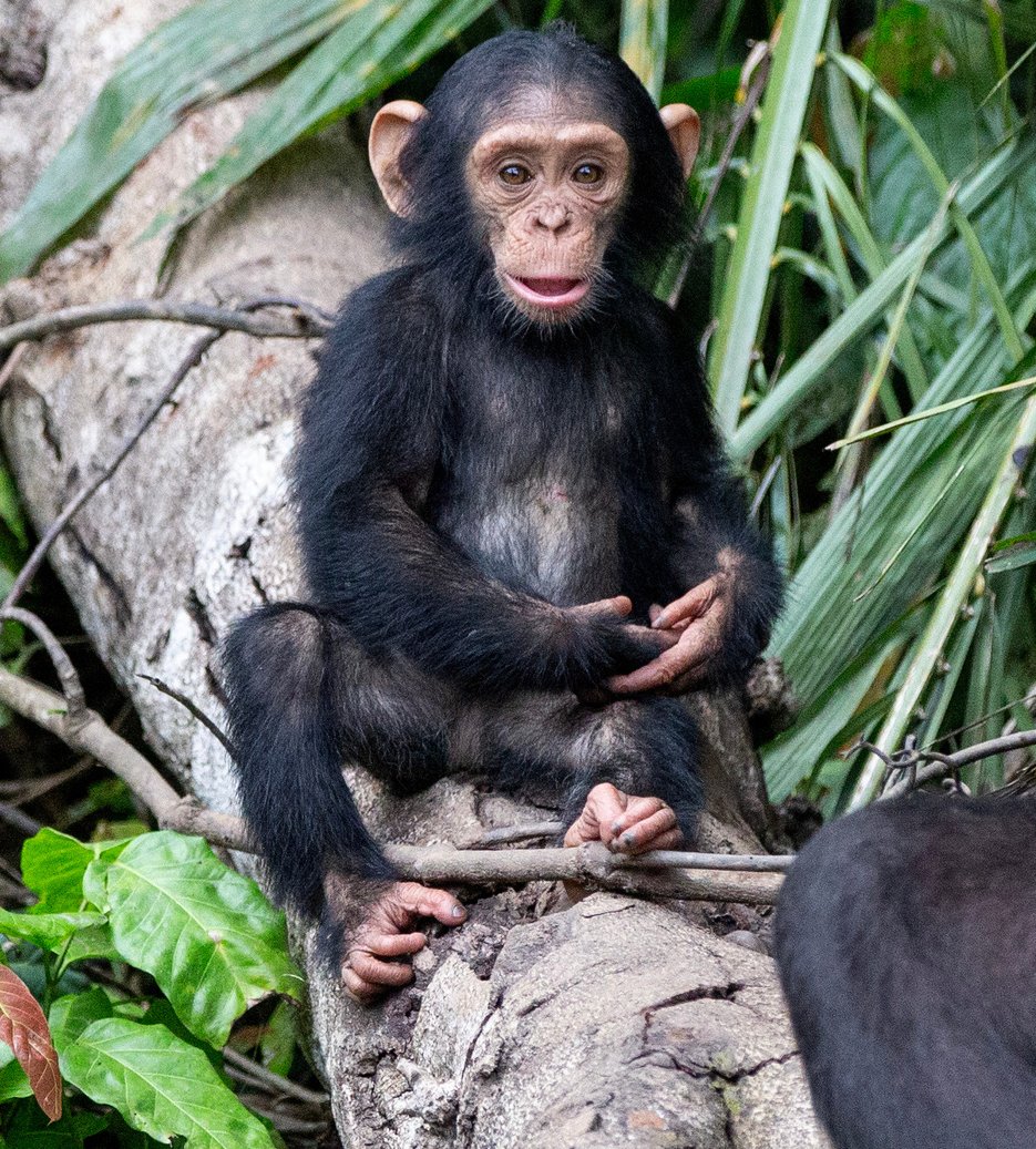 Encampusuc3m (@encampusuc3m) on Twitter photo 📲💚 Participamos en la campaña del <a href="/JaneGoodallEspa/">Jane Goodall España</a> para reciclar móviles usados.
Cada móvil donado ayuda a rehabilitar y alimentar chimpancés rescatados.
📰 ¡Viena nuestra chimpancé apadrinada por la #UC3M en el Informa Chimpamig@s n.º 36!
👉🏻goo.su/0UIARan 📲💚 Participamos en la campaña del <a href="/JaneGoodallEspa/">Jane Goodall España</a> para reciclar móviles usados.
Cada móvil donado ayuda a rehabilitar y alimentar chimpancés rescatados.
📰 ¡Viena nuestra chimpancé apadrinada por la #UC3M en el Informa Chimpamig@s n.º 36!
👉🏻goo.su/0UIARan