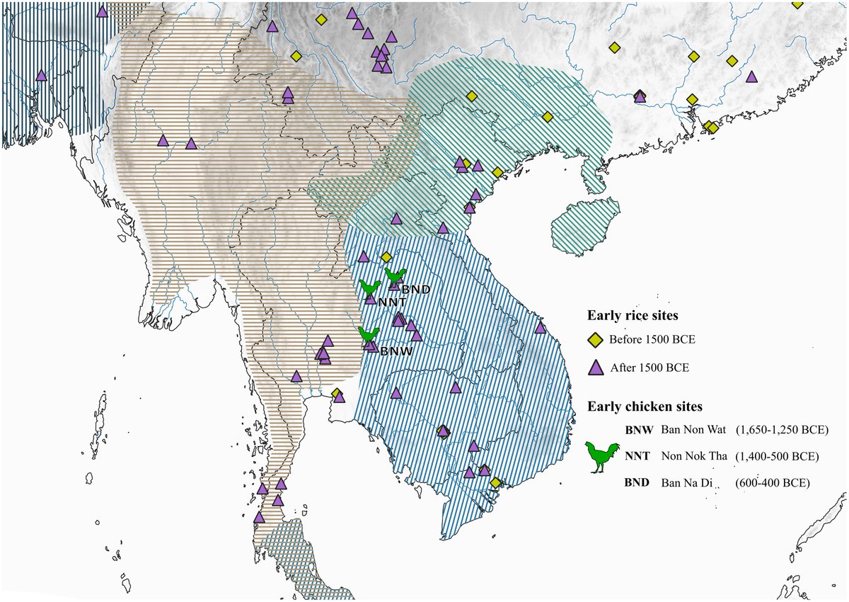 <a href="/sapatemuan/">☕</a> So far, penelitian tentang domestikasi ayam yang ini cukup komprehensif 

The biocultural origins and dispersal of domestic chickens doi.org/10.1073/pnas.2…