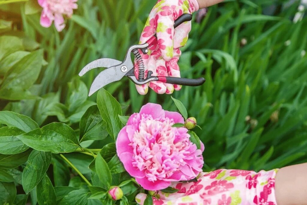 Mlynby's tweet image. Не обрезайте пионы в июне! Листья нужны для закладки бутонов следующего года. Если срезать листву, растение ослабнет и может не зацвести. Удаляйте только увядшие цветы аккуратно. Терпение — залог пышного цветения! #садоводство #пионы