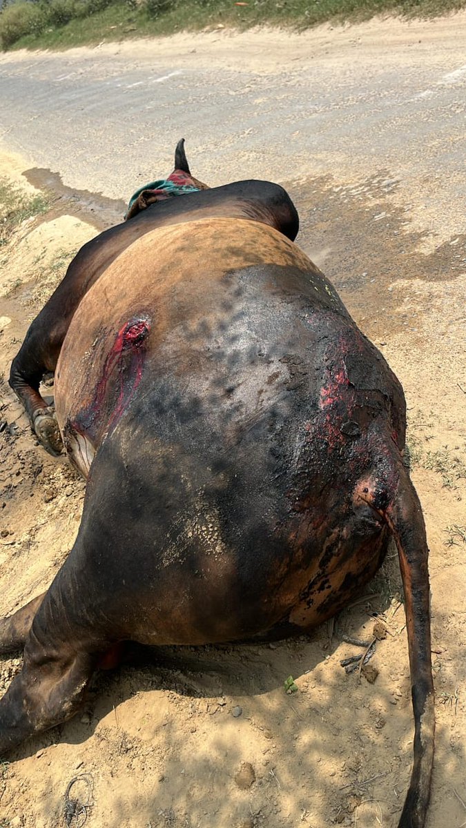 गौ सेवक राहुल कुमार उपाध्यय (सनातनी) tweet media