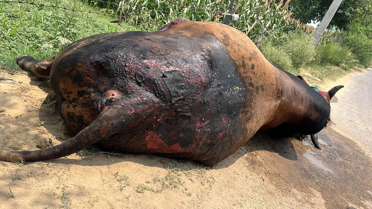 गौ सेवक राहुल कुमार उपाध्यय (सनातनी) tweet media