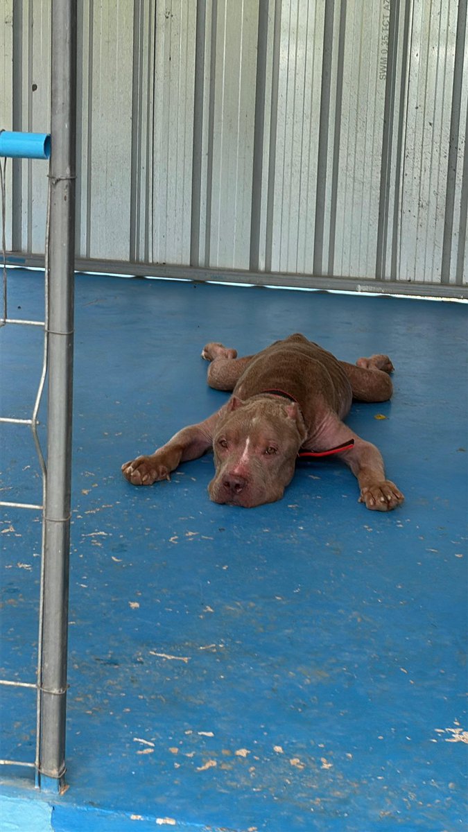 I sometimes catch him just daydreaming like today when he was cooling himself down on the concrete. 

I think he’s sitting there thinking “how on earth did this happen to me” (6/7)