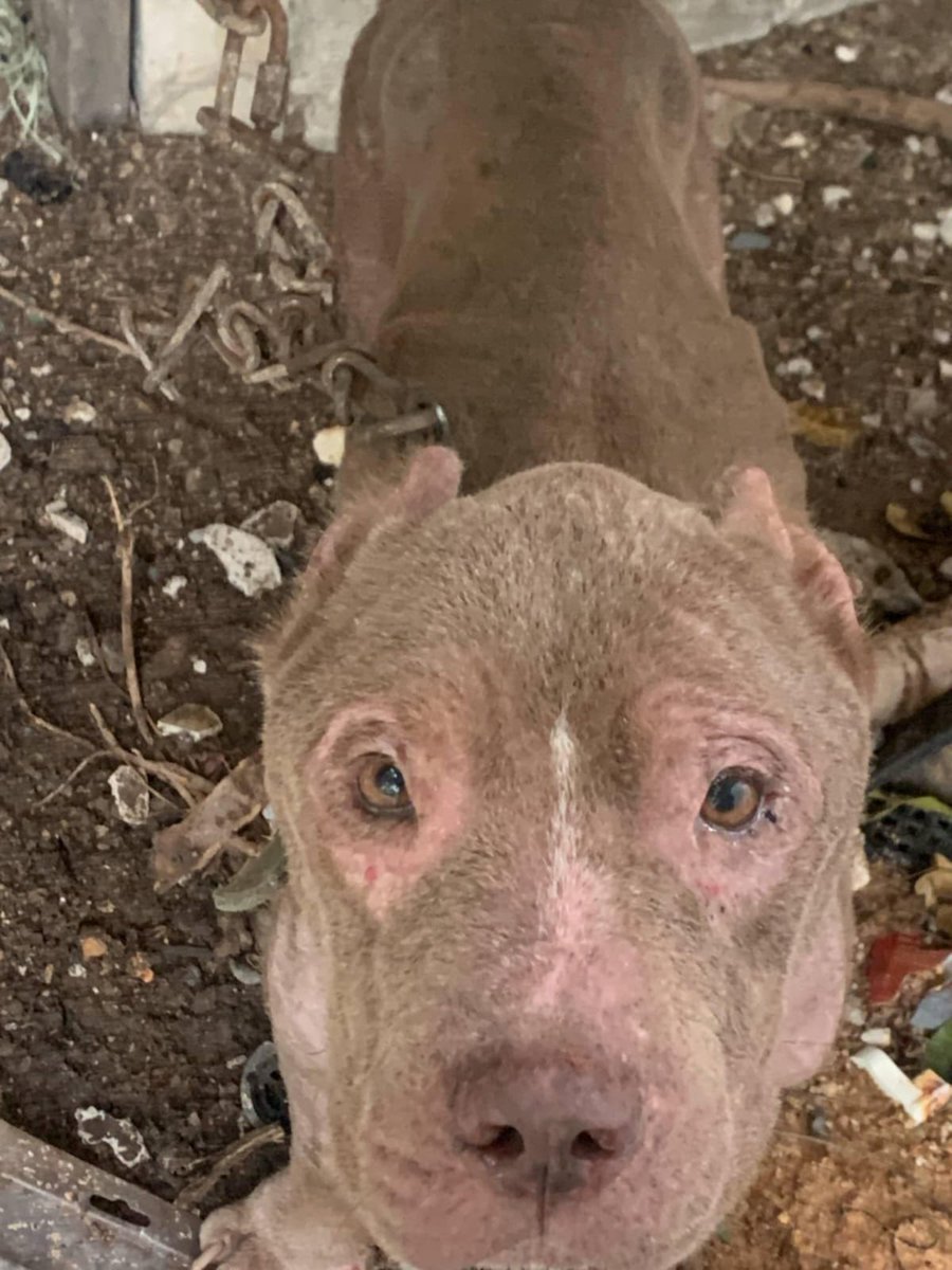 8 days ago Maximus was on the 3 foot chain he had spent his entire life on. 

His turnaround is the stuff of dreams… (1/7) 🧵