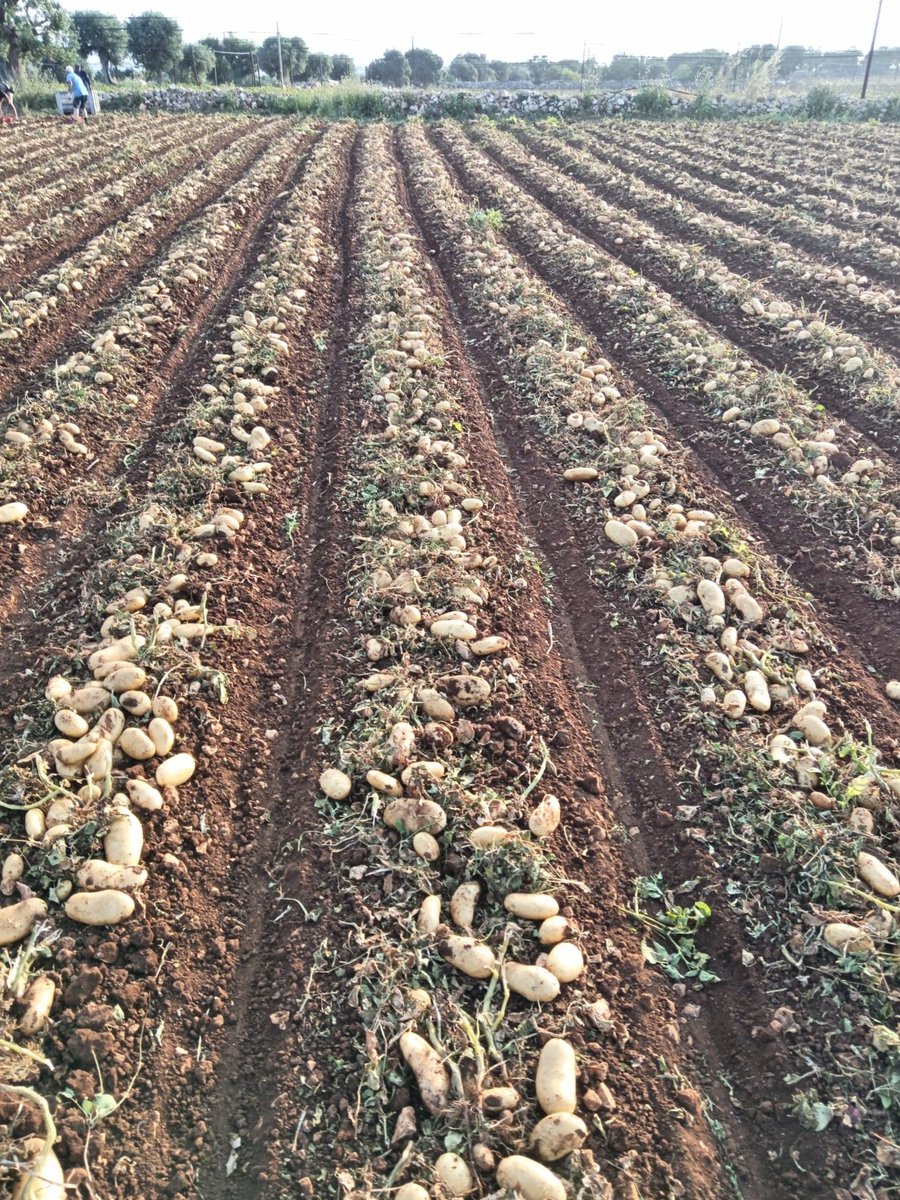 #soundgetsaround in Italy! In the Puglia region, the Sound variety is harvested. After planting in mid-February, a good growing season followed, resulting in a very nice yield! 

#buildingonpotential #meijerpotato #robustness #resilience #seedpotatoes #potatoes