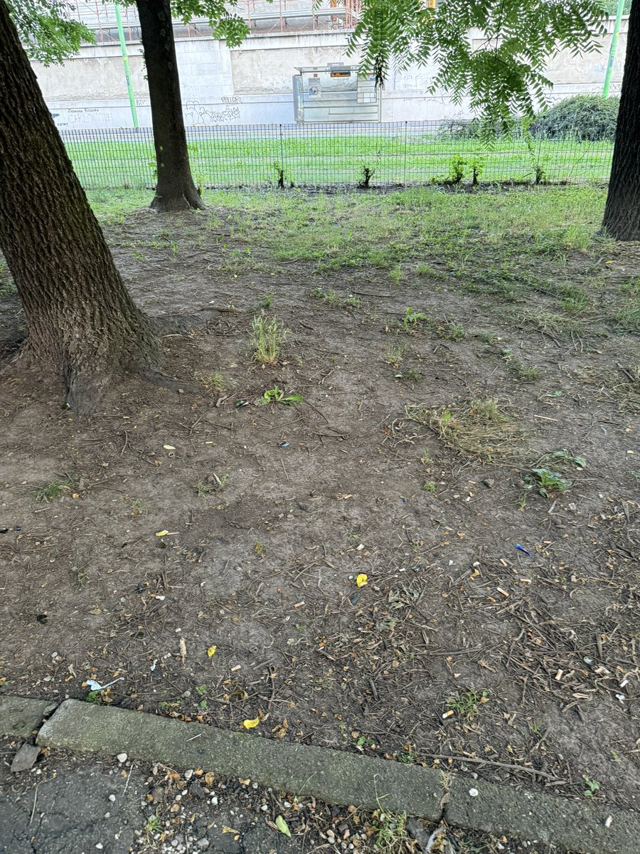 Massimiliano tweet media