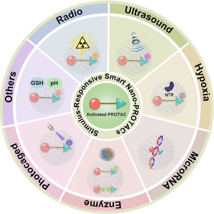 New review highlights various stimulus-responsive smart nano-PROTACs, triggering the release of the active PROTAC and controlling protein degradation, improving drug specificity and safety！🧐
#protein #drug 
<a href="/BiomedNano/">Nano Biomed. Eng.</a> 
sciopen.com/article/10.265…