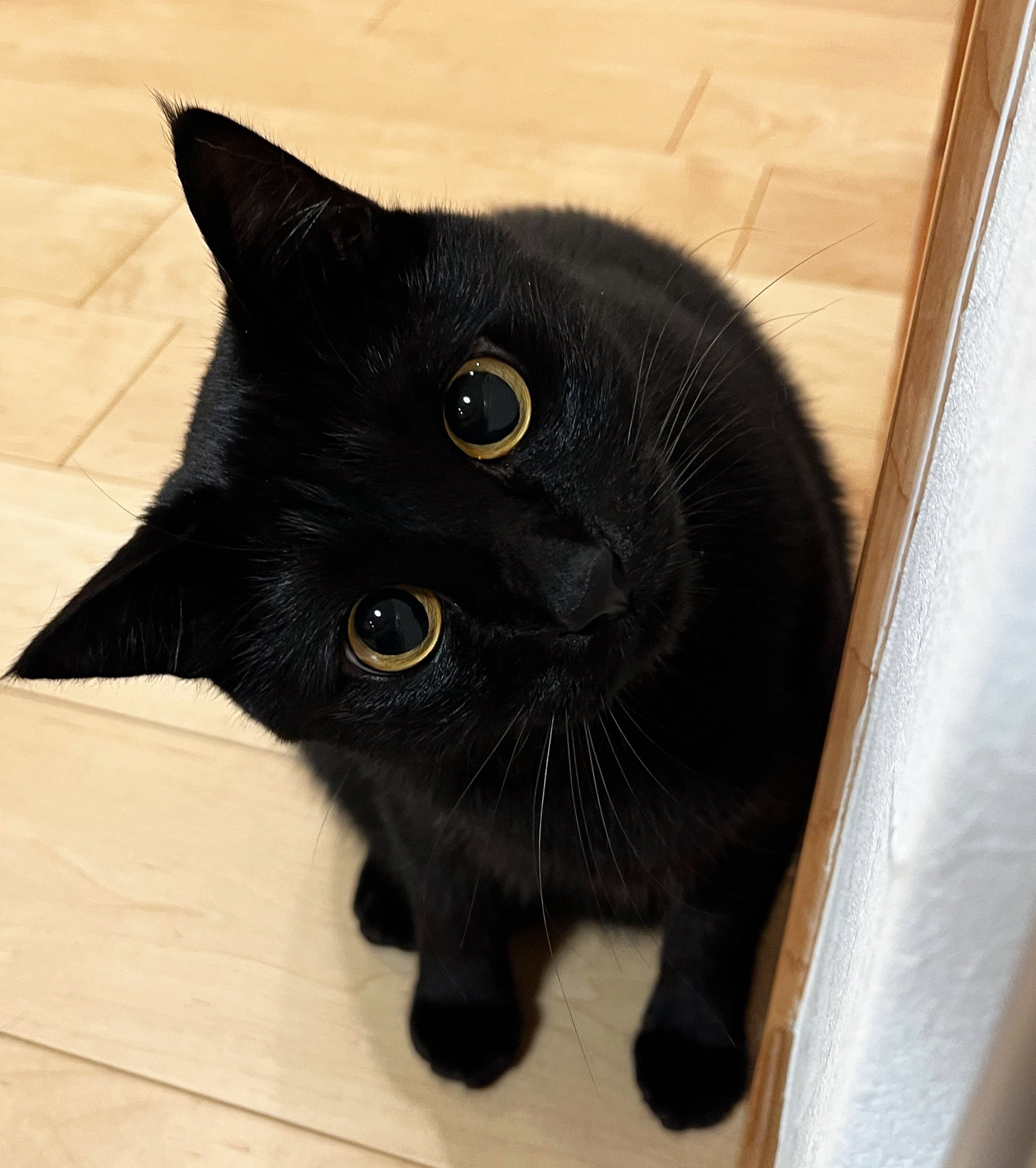 木野聡子 | 📣🐈‍⬛ 作品集『黒猫と首輪』玄光社より12月18日