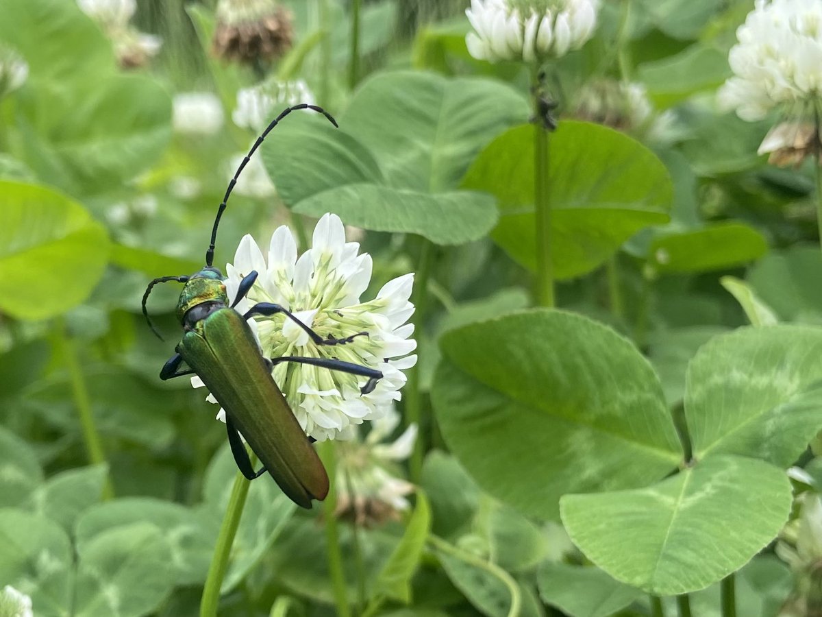 AlaKnitting's tweet photo. めちゃくちゃ綺麗な虫に出会えた。
腹がめちゃくちゃ綺麗。

ミドリカミキリ？アオカミキリ？

💎✨

#昆虫 #longhornedbeetle #longicorn https://t.co/rD8zrq9b85