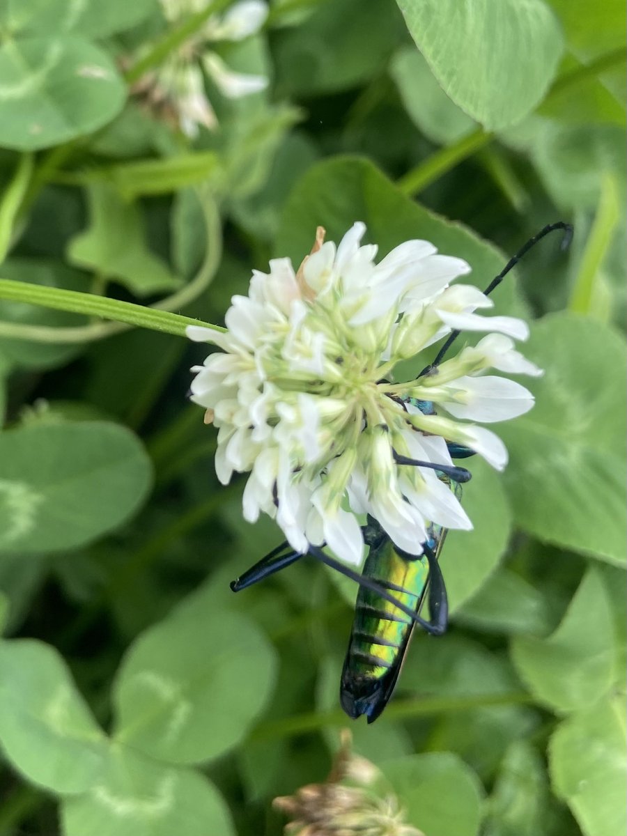 AlaKnitting's tweet photo. めちゃくちゃ綺麗な虫に出会えた。
腹がめちゃくちゃ綺麗。

ミドリカミキリ？アオカミキリ？

💎✨

#昆虫 #longhornedbeetle #longicorn https://t.co/rD8zrq9b85