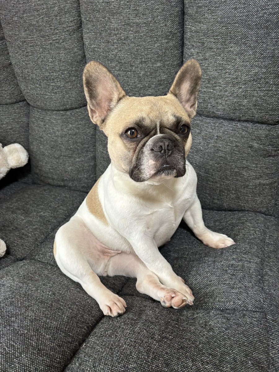 ししゃもん｜フレブル【ひめ】 tweet media